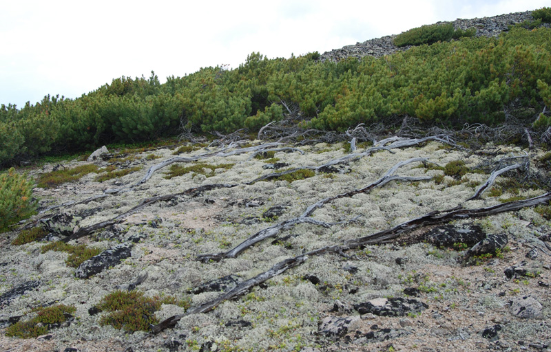 Image of Pinus pumila specimen.