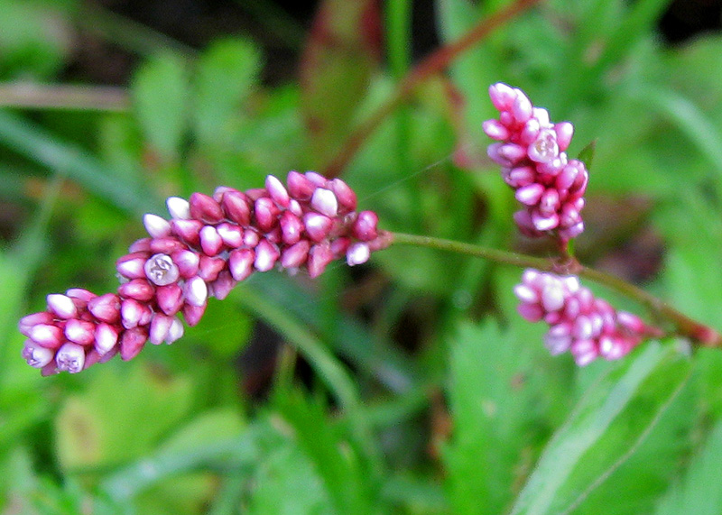 Изображение особи Persicaria maculosa.