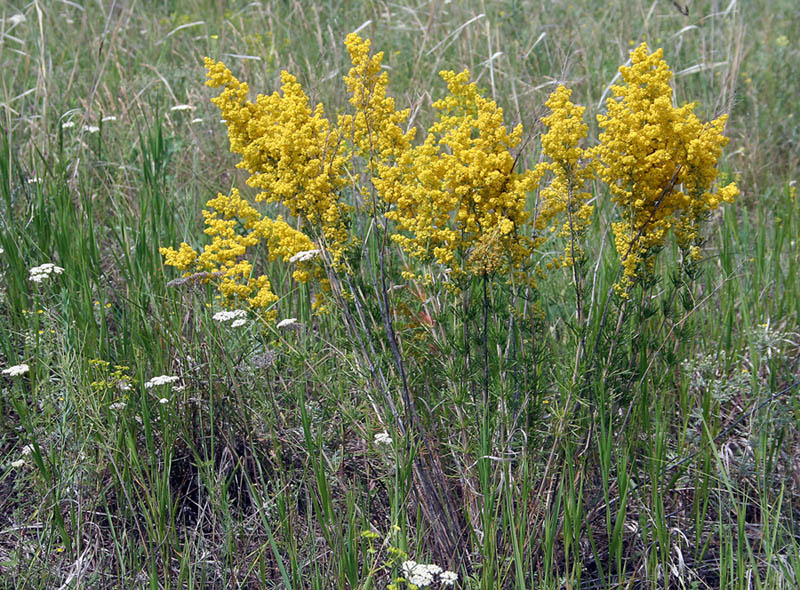 Изображение особи Galium verum.