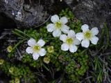 Diapensia obovata. Цветущее растение. Камчатский край, Елизовский район, на горно-луговом склоне, горная тундра, подножье вулкана Авачинская сопка. Июль.