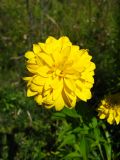 Rudbeckia variety hortensia