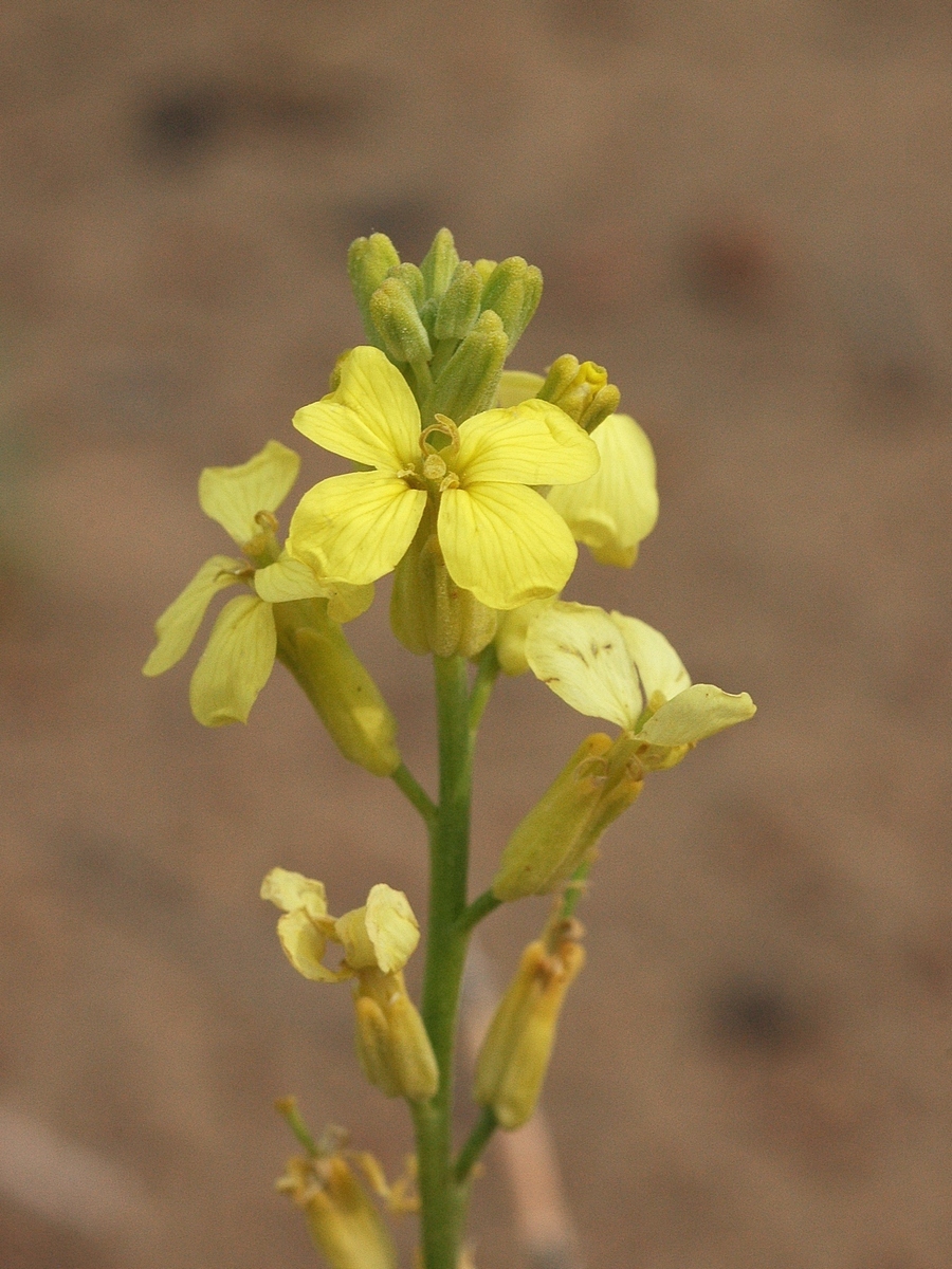 Image of Syrenia montana specimen.