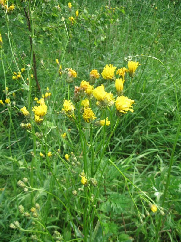 Изображение особи Crepis biennis.