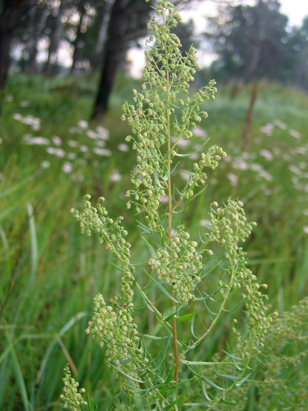 Image of Artemisia dracunculus specimen.