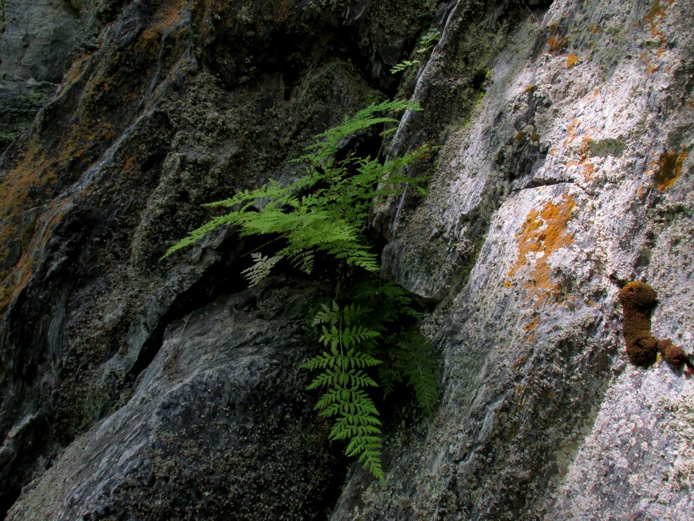 Изображение особи Cystopteris gureevae.