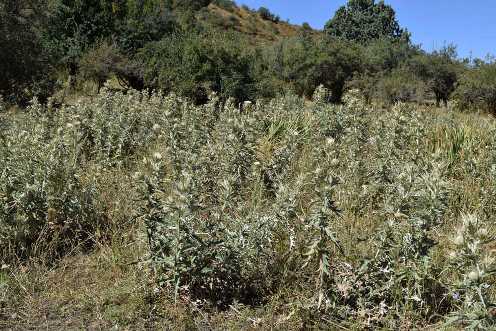 Изображение особи Cirsium turkestanicum.