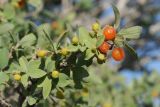 Lonicera microphylla