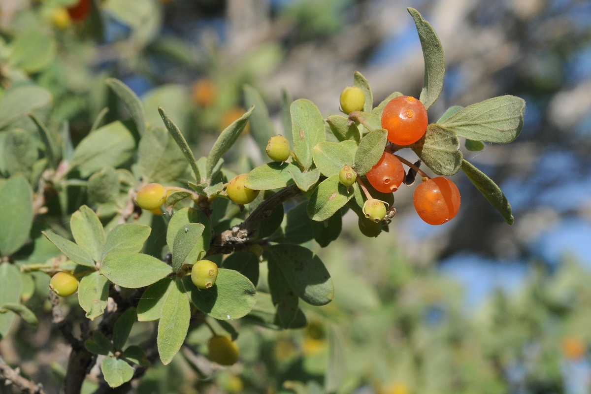 Image of Lonicera microphylla specimen.