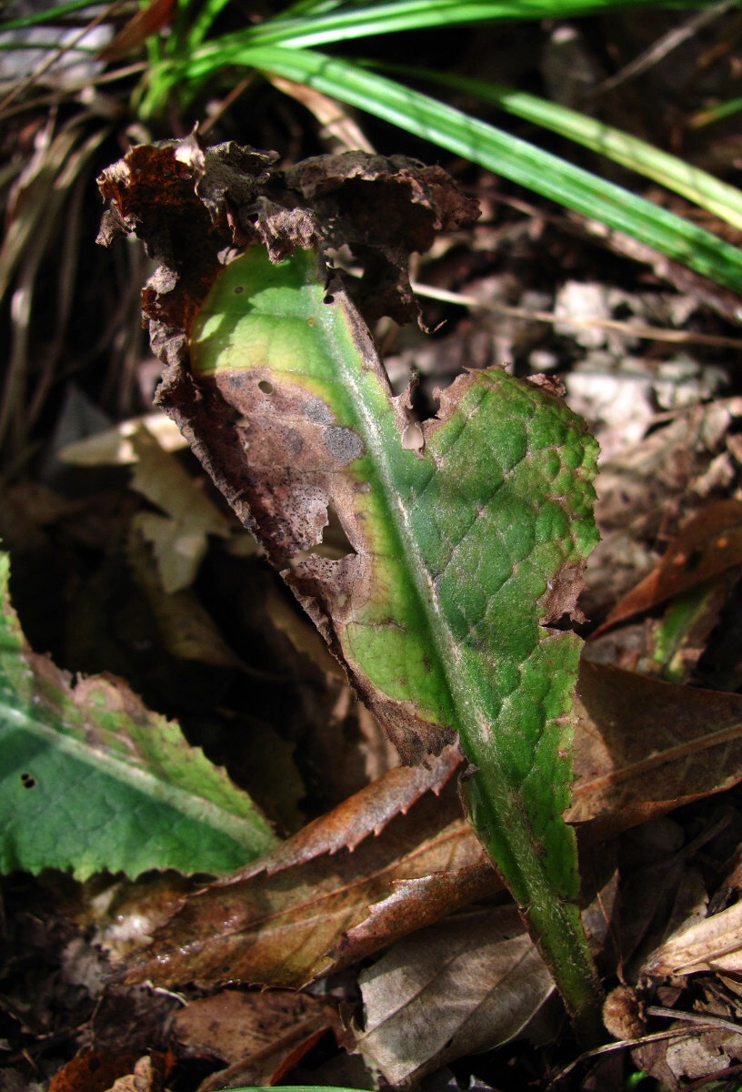 Image of Primula vulgaris specimen.