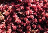 Sphagnum capillifolium