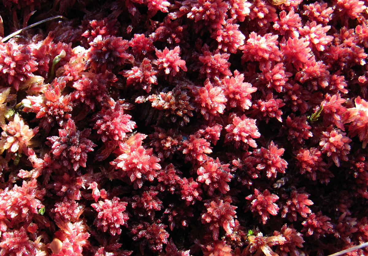 Изображение особи Sphagnum capillifolium.