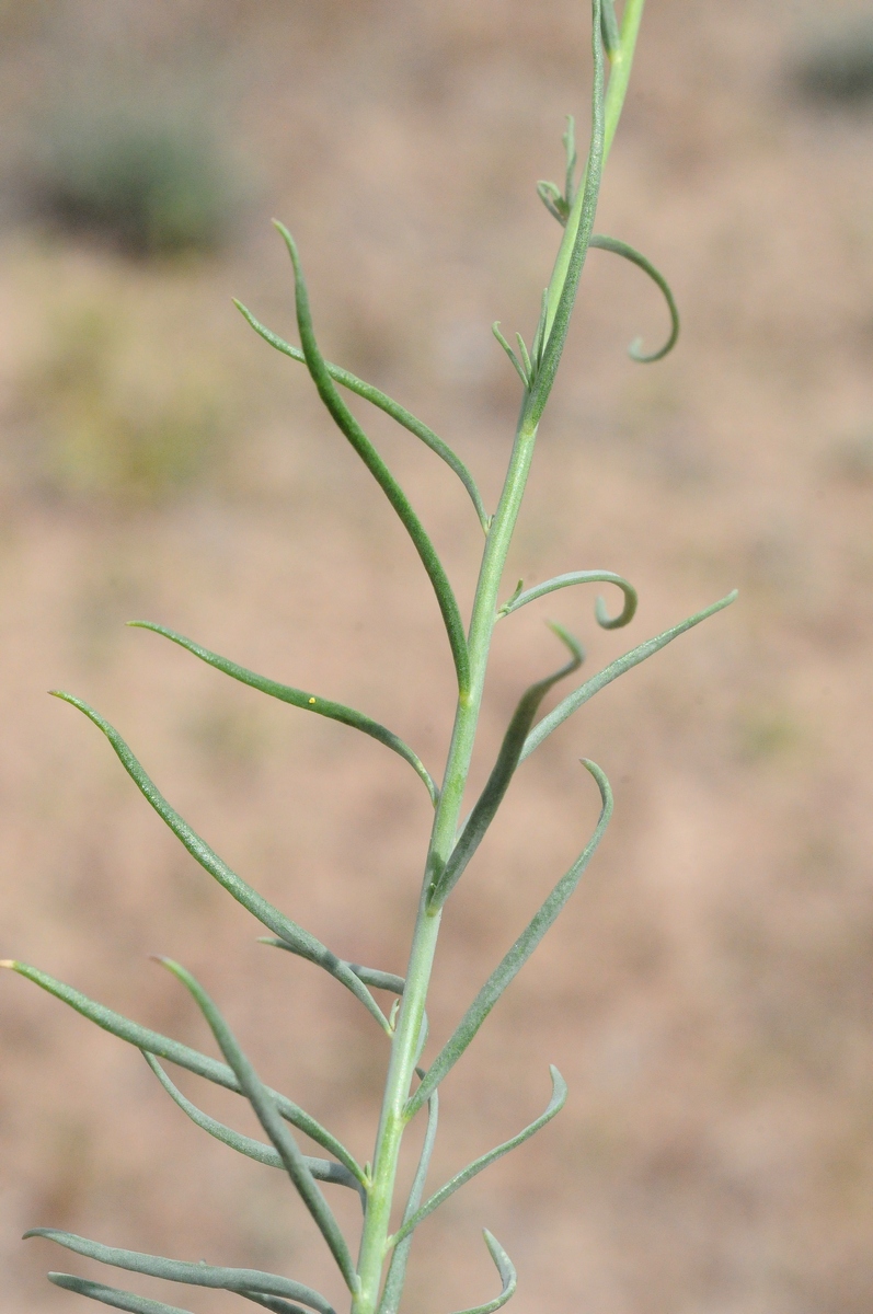 Image of Linaria ramosa specimen.