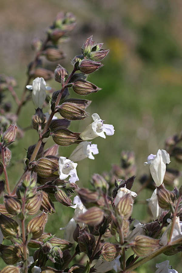 Image of Salvia trautvetteri specimen.