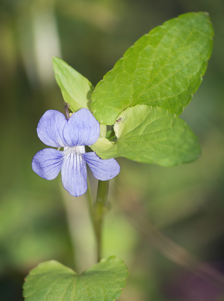 Image of Viola ruppii specimen.