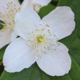 род Philadelphus