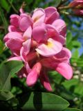 род Robinia