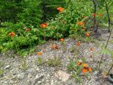 Pilosella aurantiaca