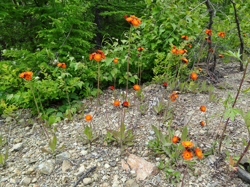 Image of Pilosella aurantiaca specimen.