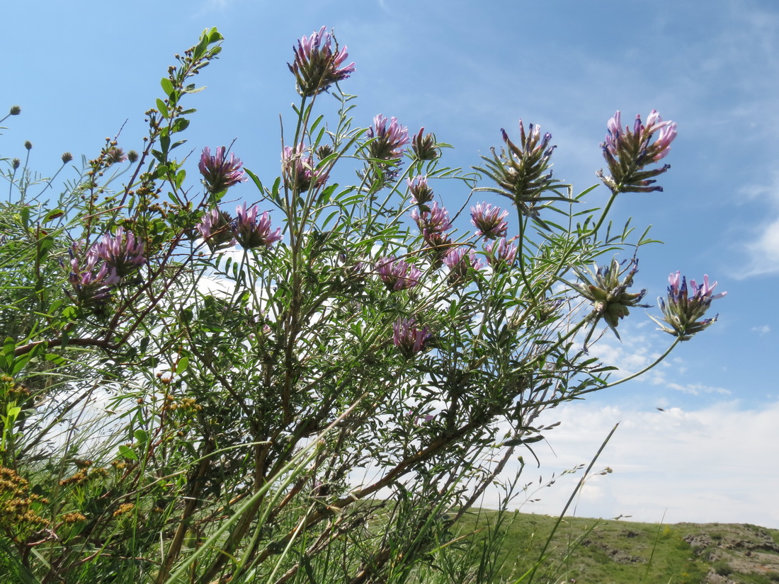 Image of Astragalus arbuscula specimen.