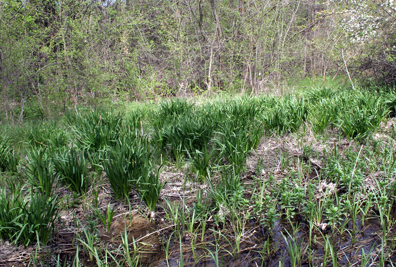 Изображение особи Leucojum aestivum.