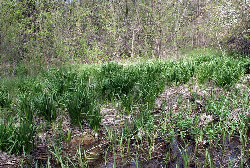 Изображение особи Leucojum aestivum.