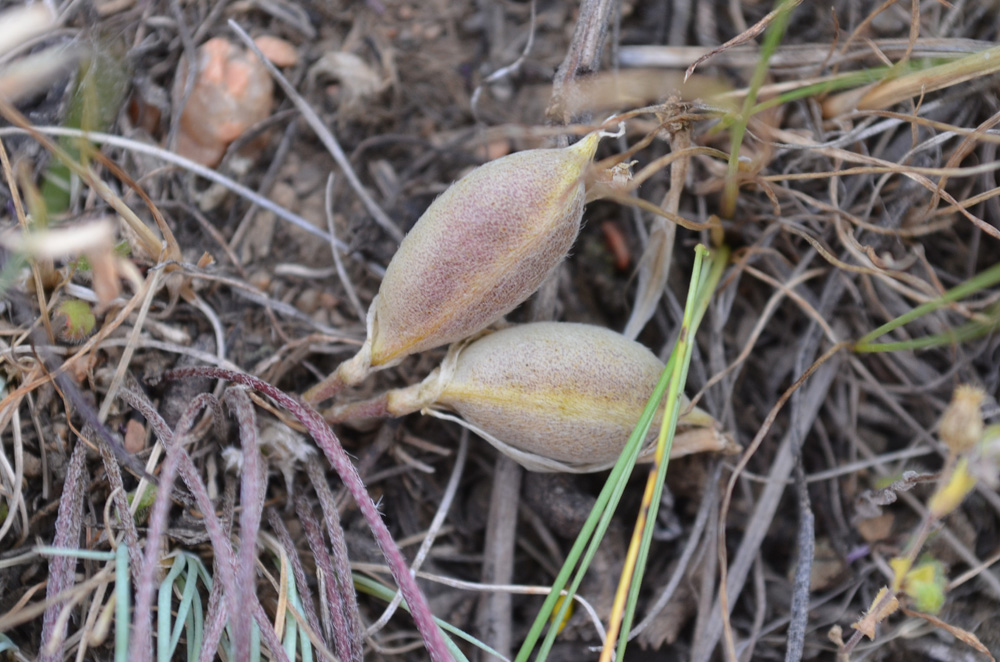 Изображение особи Astragalus alatavicus.