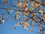Elaeagnus turcomanica. Ветви со зрелыми плодами. Казахстан, г. Байконур, в озеленении. 18.09.2009.
