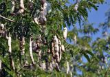 Tamarindus indica. Часть ветви с плодами. Андаманские о-ва, о-в Лонг, в культуре. 07.01.2015.