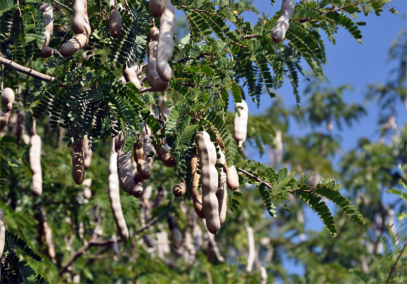 Image of Tamarindus indica specimen.