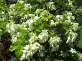 Mussaenda frondosa