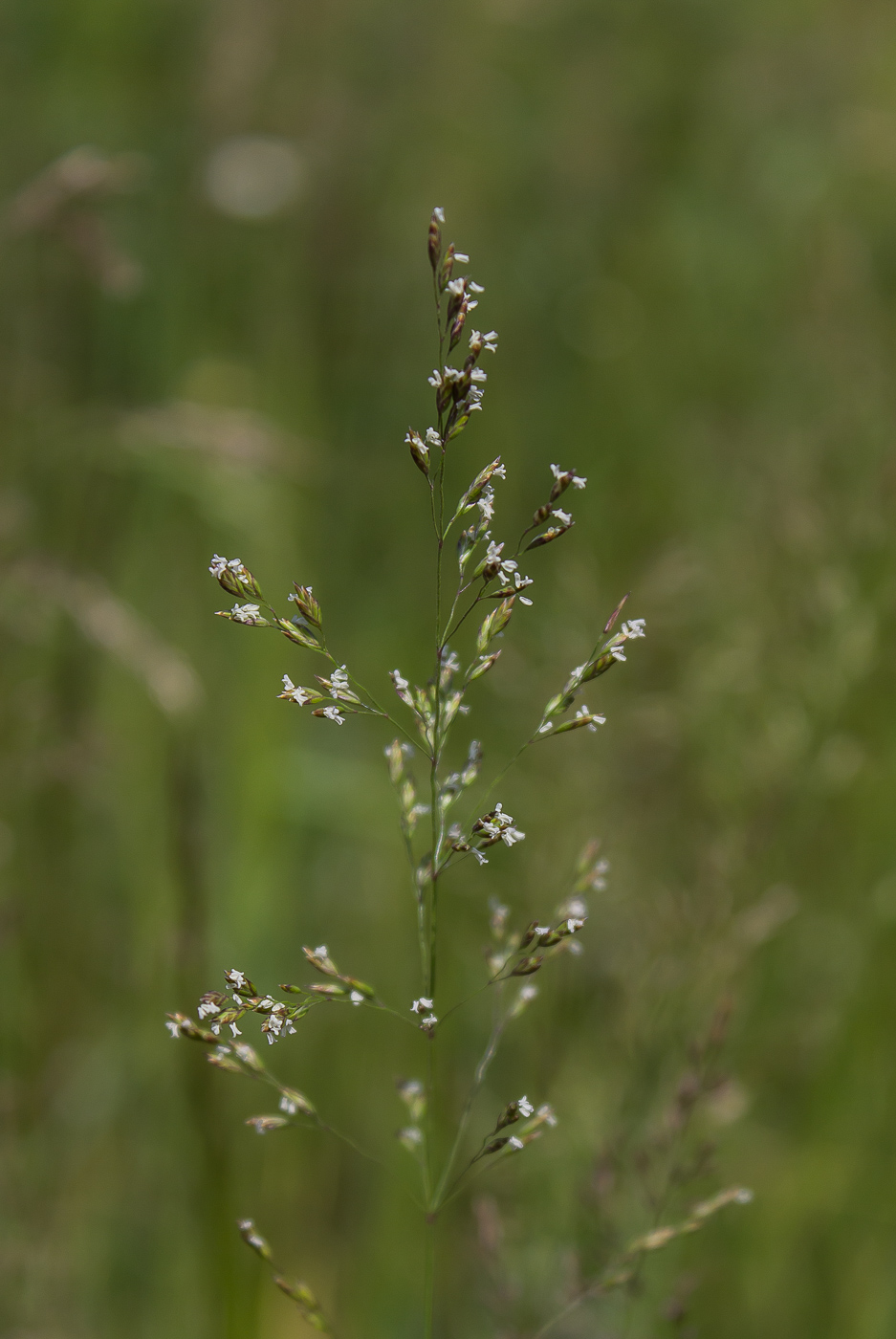 Image of genus Poa specimen.