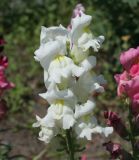 Antirrhinum majus. Соцветие. Восточный Казахстан, г. Усть-Каменогорск, парк, в культуре. 18.07.2012.