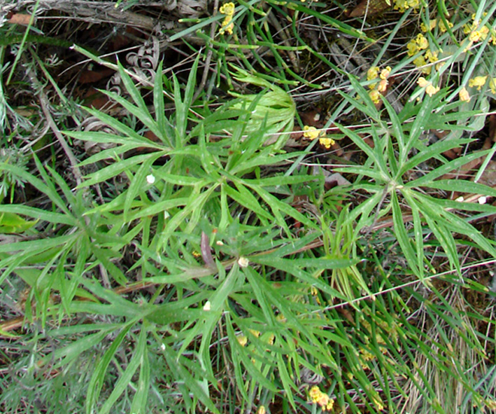 Image of genus Pulsatilla specimen.