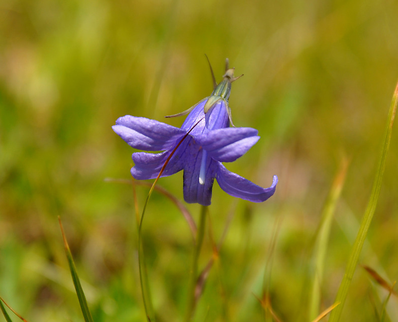 Image of Campanula turczaninovii specimen.