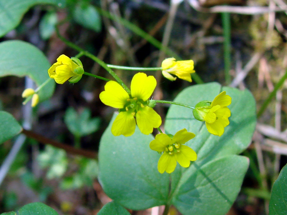 Image of Draba sibirica specimen.