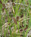 Carex подвид dichroa
