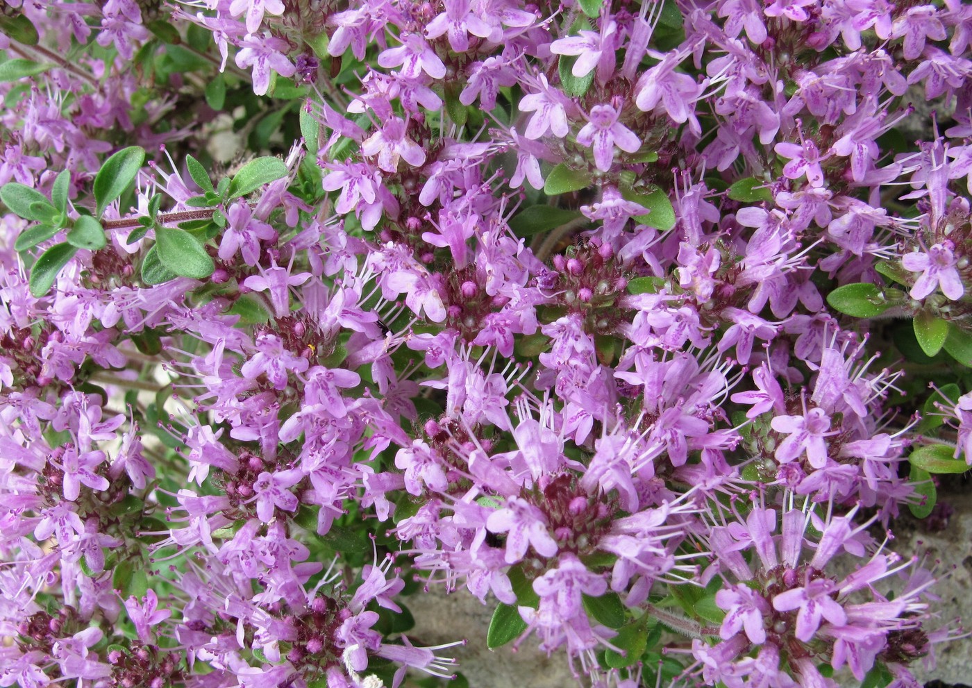 Image of Thymus hirticaulis specimen.