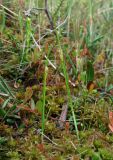 Carex pauciflora. Побеги с соцветиями. Окр. Архангельска, болото. 10.06.2014.