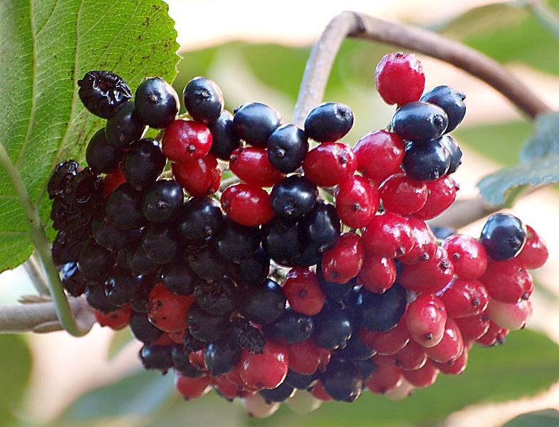 Image of Viburnum lantana specimen.