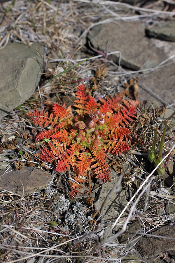 Image of Erodium cicutarium specimen.