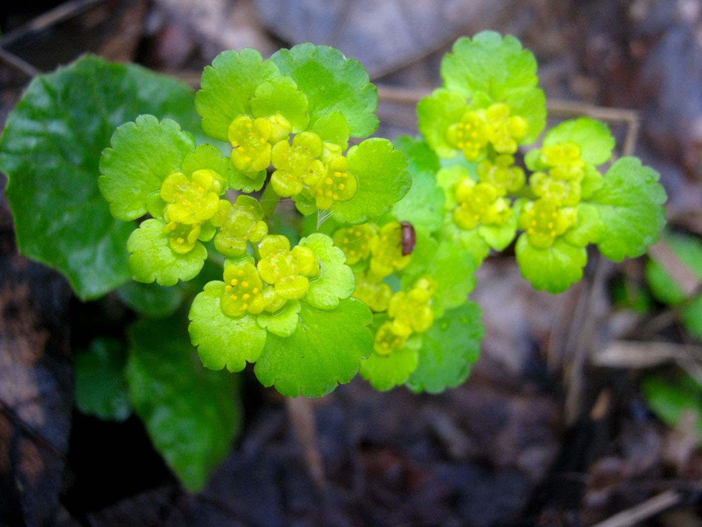 Изображение особи Chrysosplenium alternifolium.