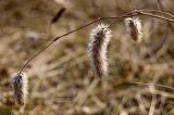 Trifolium arvense. Верхушка прошлогоднего побега с соплодиями. Свердловская обл., высокий левый берег р. Исеть ниже дер. Бекленищева (порог Ревун), поле в 200 м от реки. 16 апреля 2016 г.