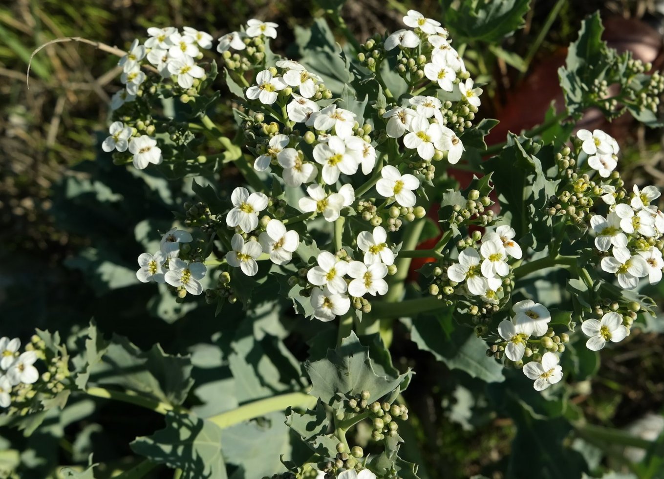 Изображение особи Crambe maritima.