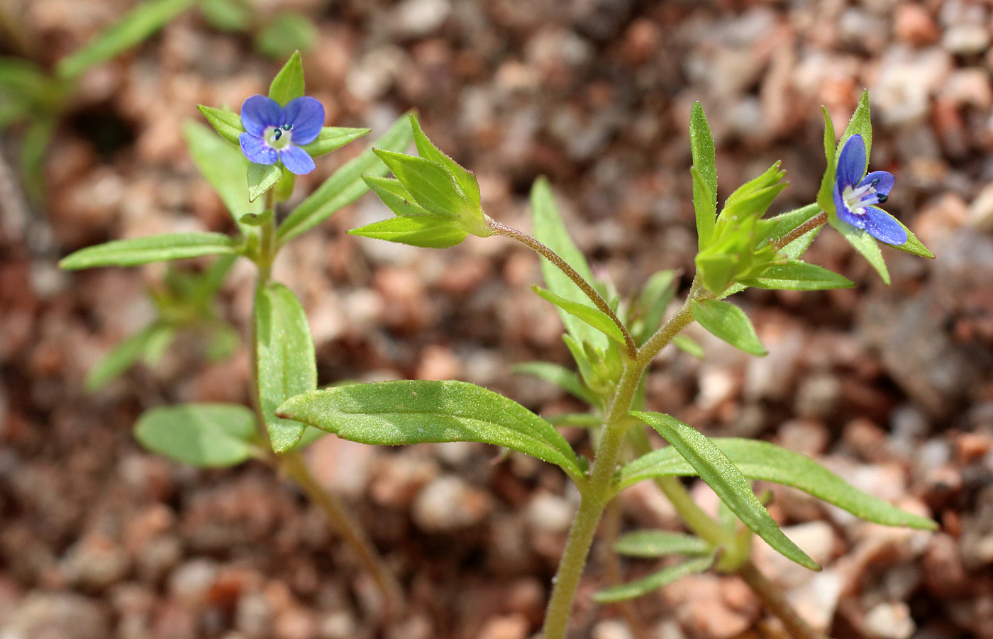 Image of Veronica intercedens specimen.