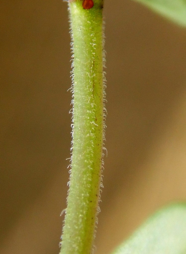 Image of Thymus marschallianus specimen.