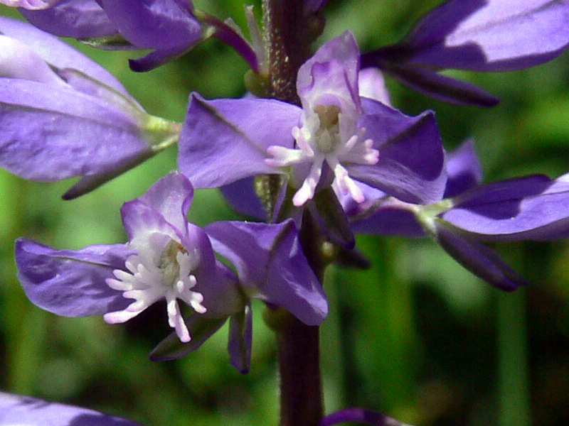 Image of Polygala wolfgangiana specimen.