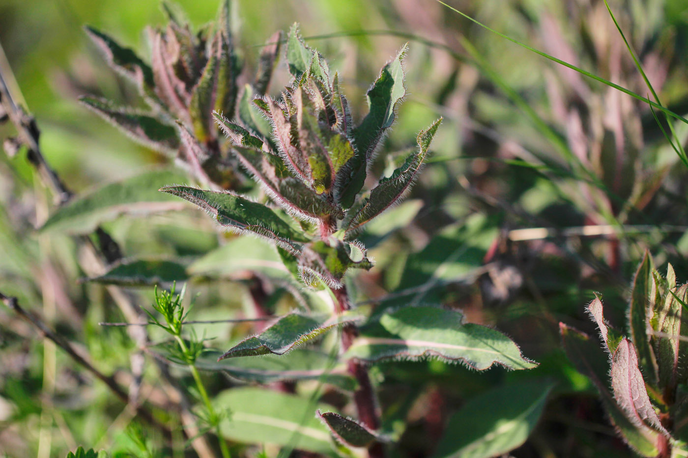 Image of Hieracium virosum specimen.