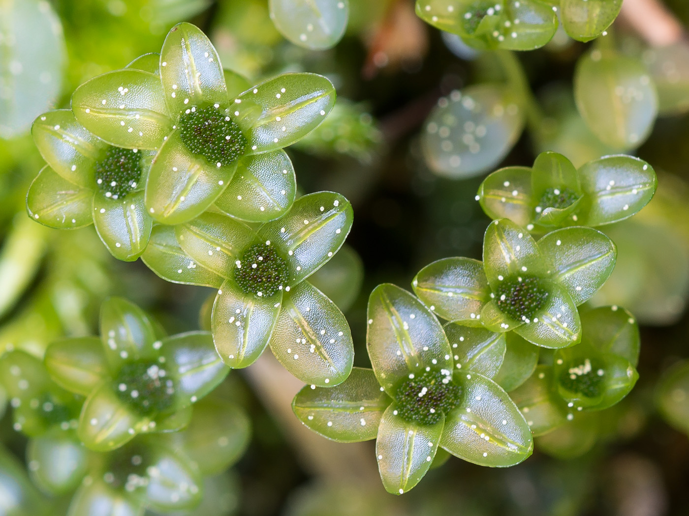 Изображение особи Rhizomnium pseudopunctatum.