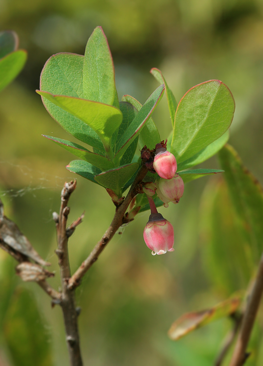 Изображение особи Vaccinium uliginosum.