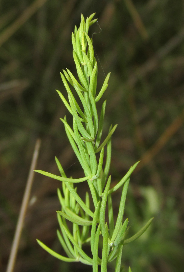 Изображение особи Asparagus pallasii.
